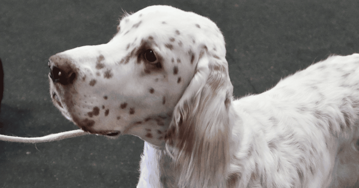 Do Irish Setters Shed