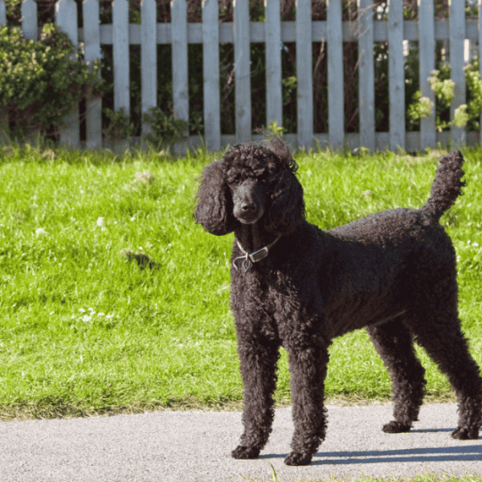 Do Poodles Always Have Curly Hair