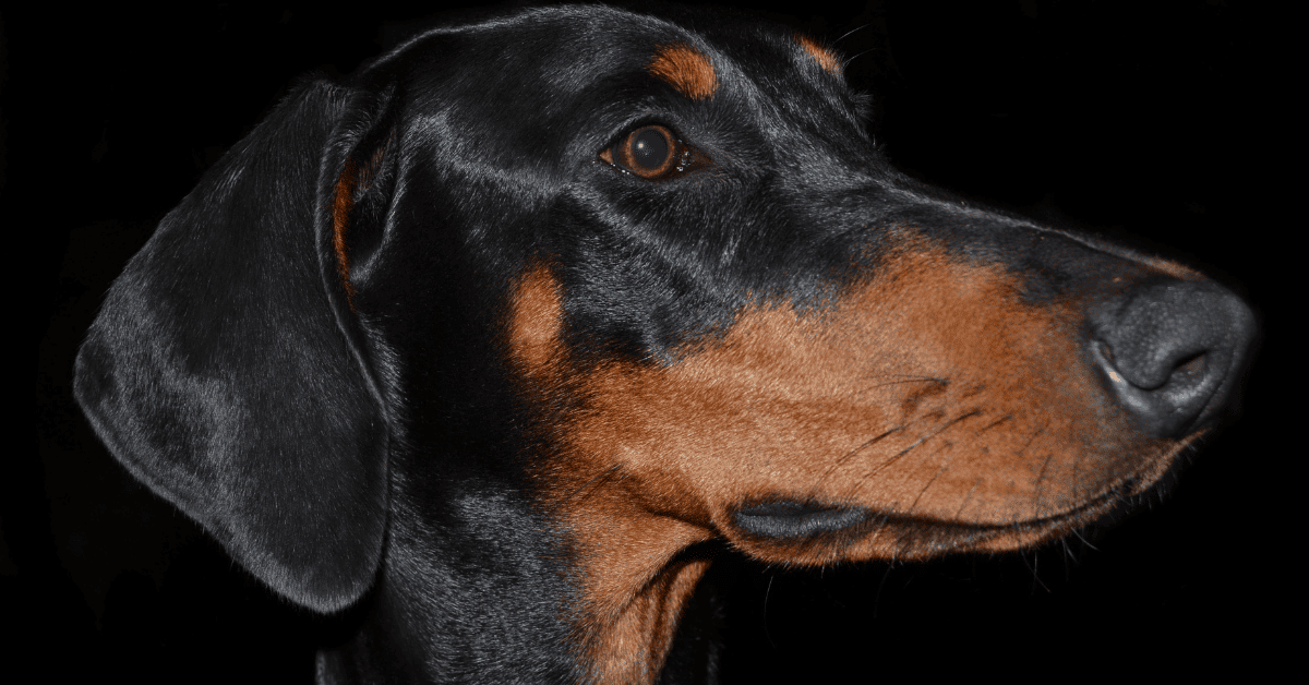 Doberman Eye Boogers