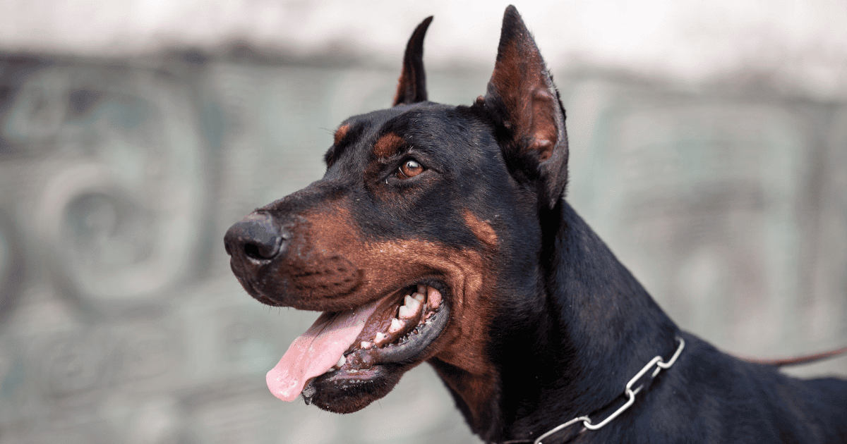 Doberman Teething