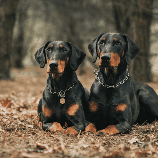 Dobermans In Pairs