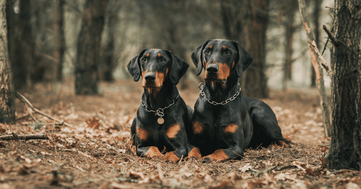 Dobermans In Pairs