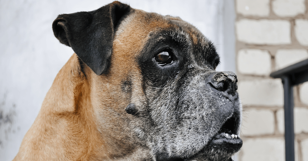 Eye Problems In Boxer Dogs Owners Must Know
