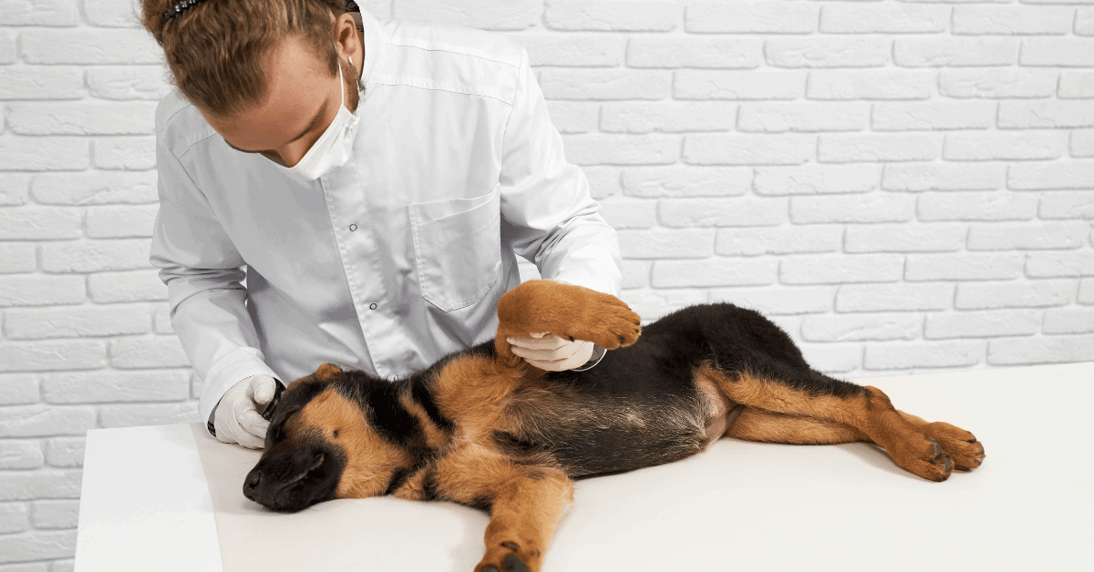 German Shepherd Diarrhea