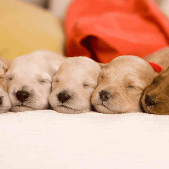 Giving Fish Oil Omega 3 To Puppies