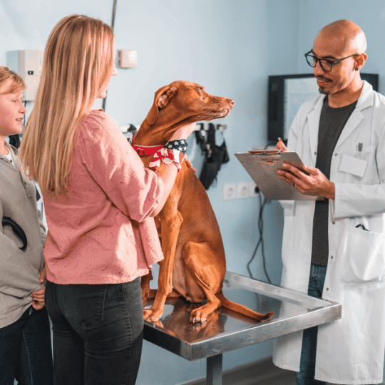 Health Problems Common In Vizslas