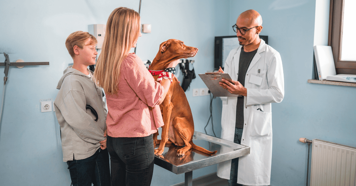 Health Problems Common In Vizslas
