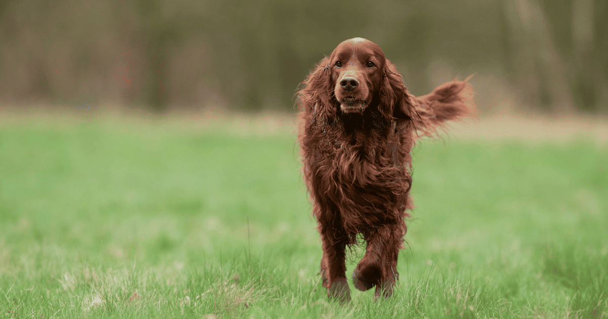 Helping Skinny Irish Setters Gain Weight