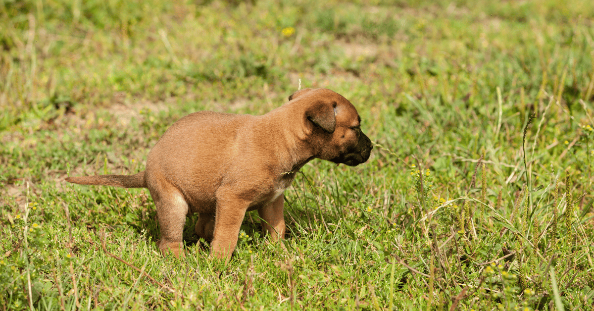 How Long Do Puppies Poop Worms After Deworming