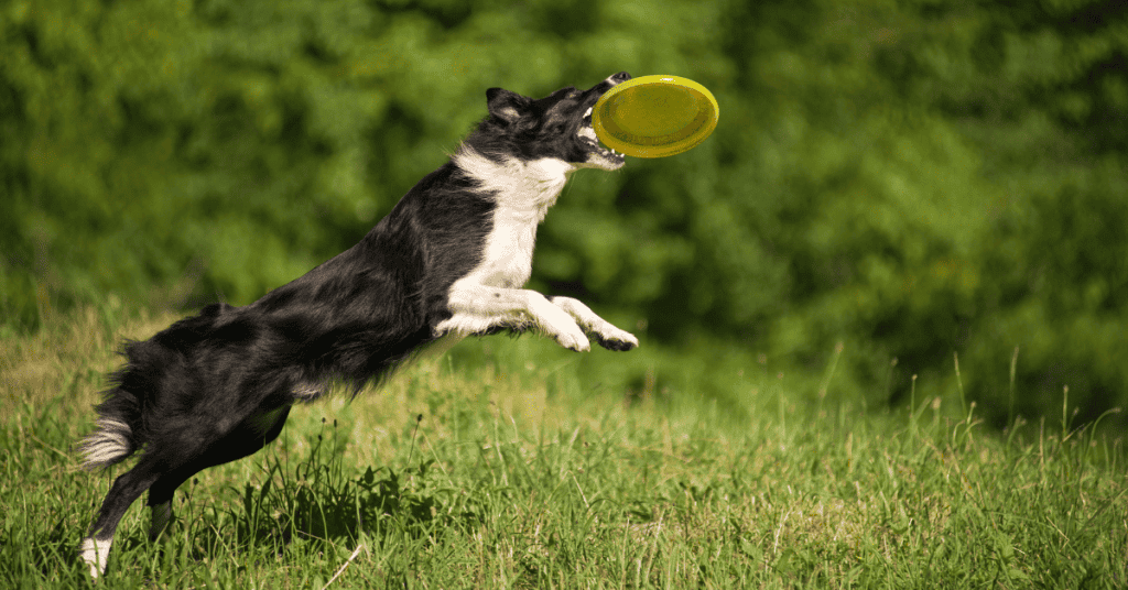 How Much Exercise Do Border Collies Need? Full Guide