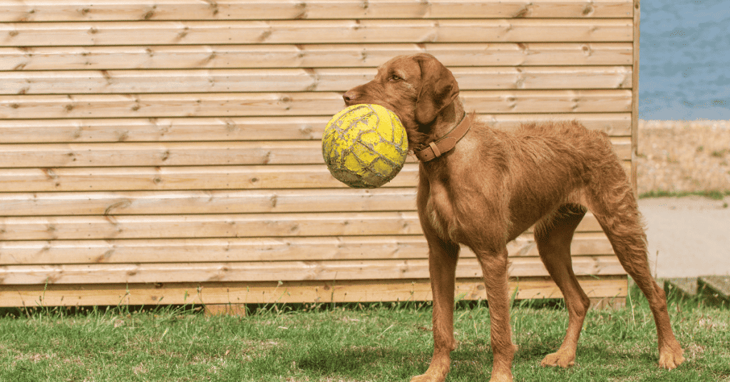How Much Exercise Do Vizslas Need? (Vet Approved)