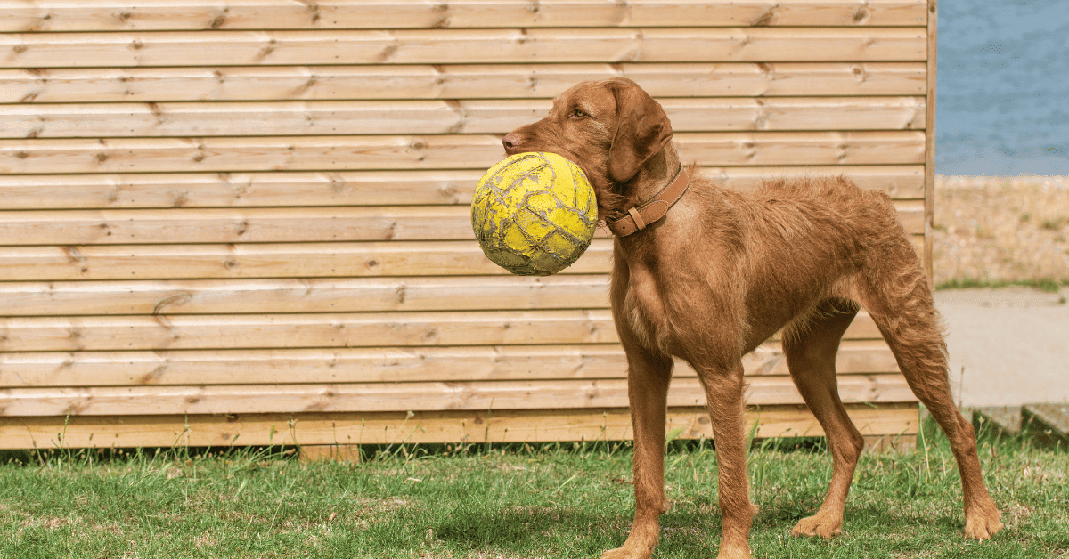 How Much Exercise Do Vizslas Need