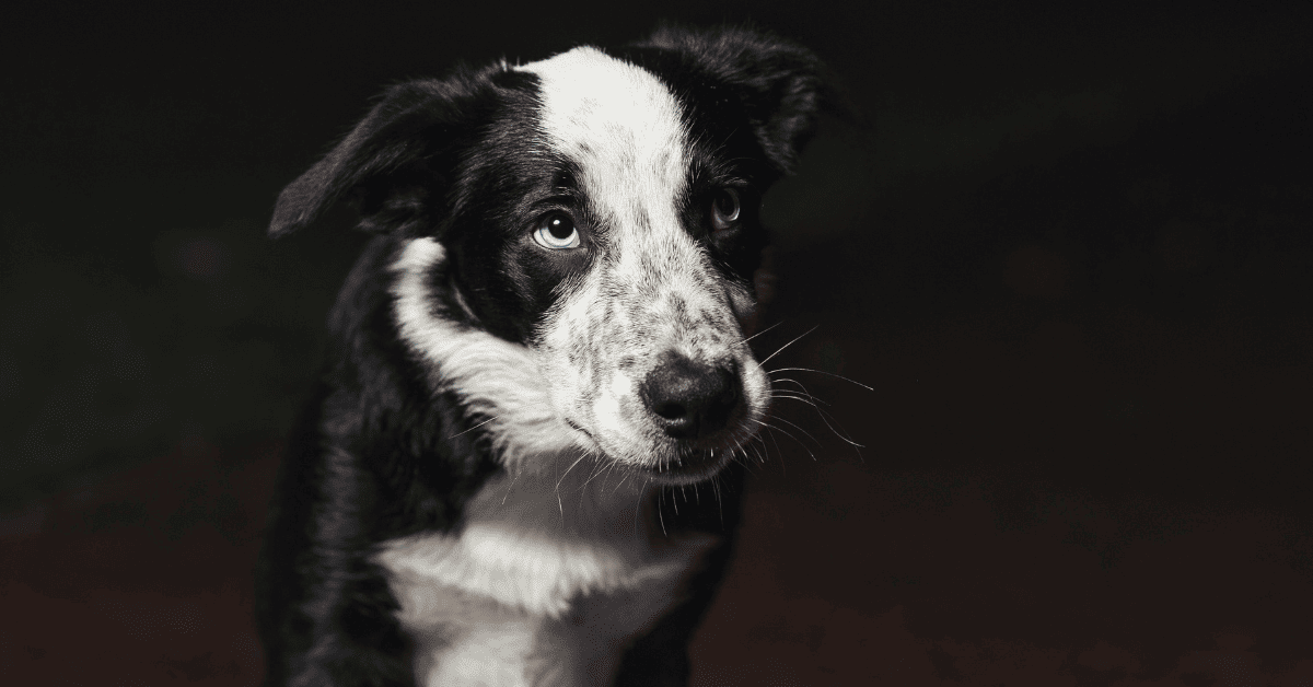 Is My Border Collie Depressed