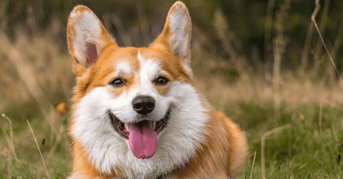 Is My Corgi Depressed