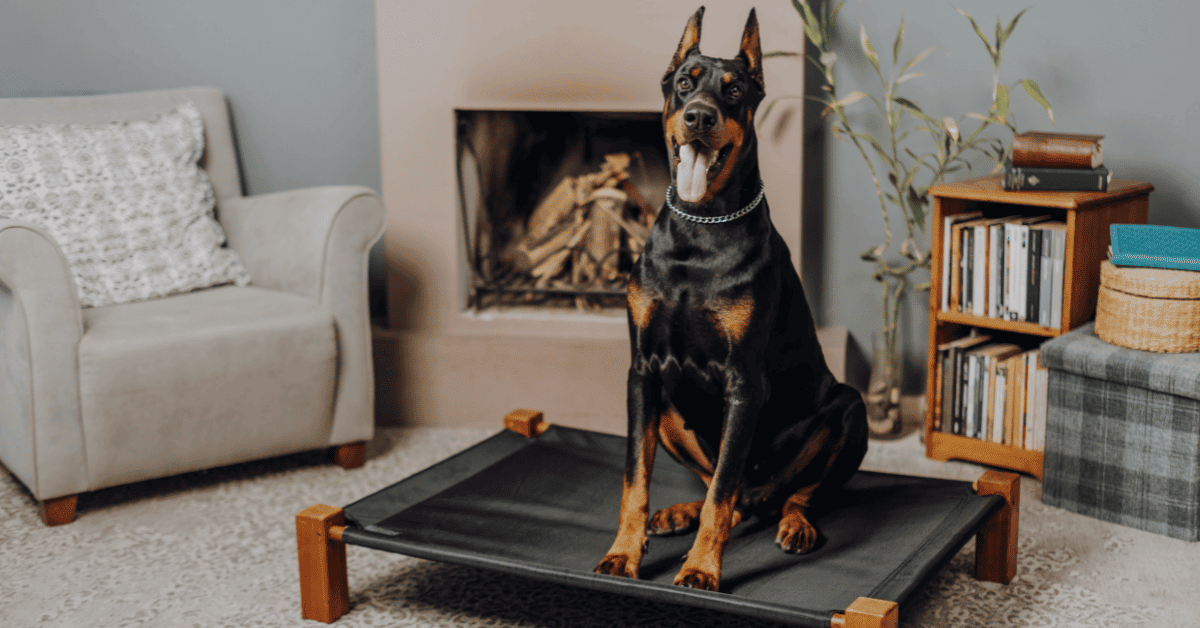 Keeping A Doberman Cool In Hot Weather