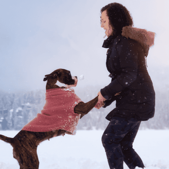 Keeping Boxer Dogs Busy