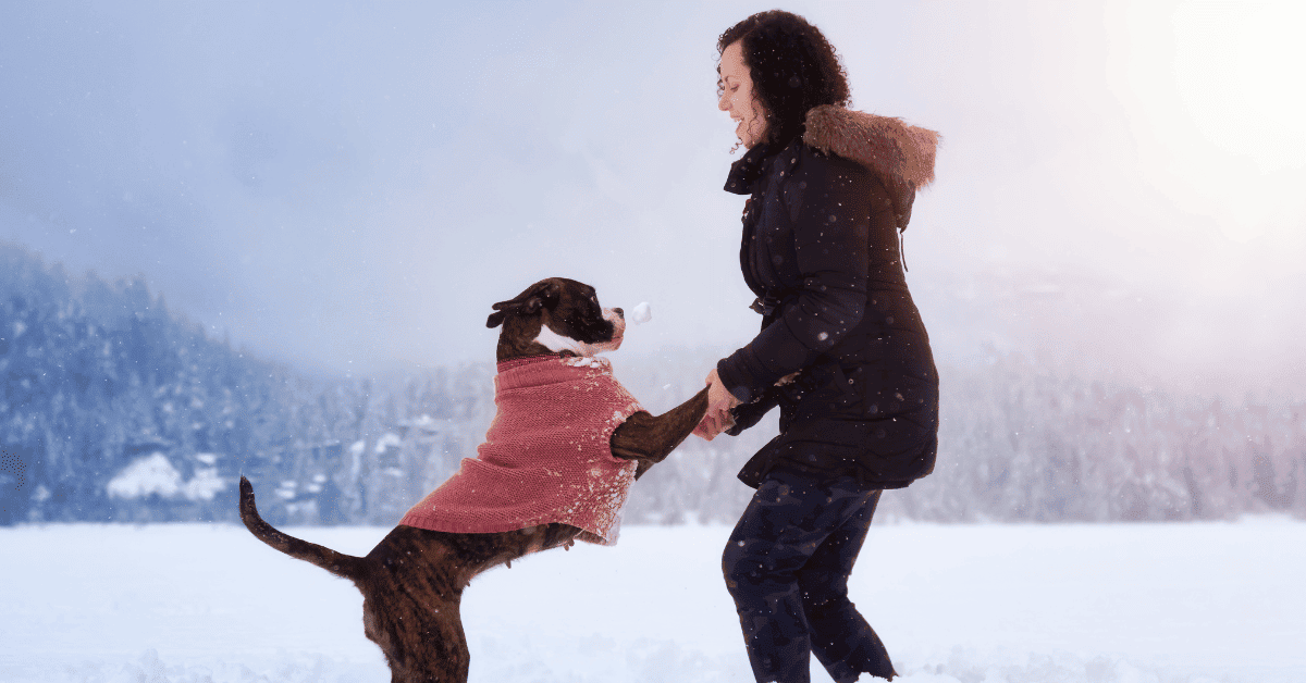 Keeping Boxer Dogs Busy