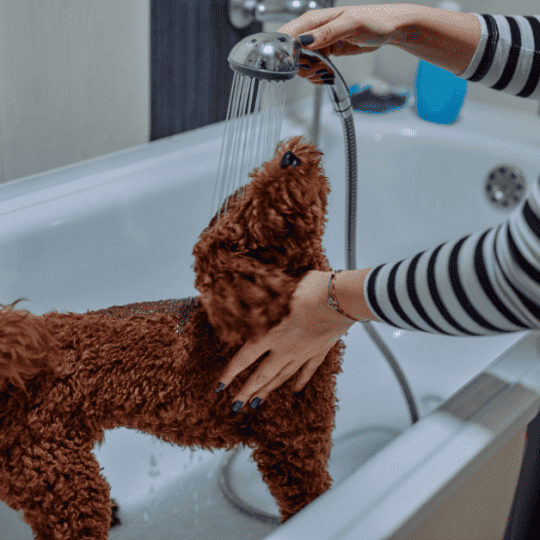 Keeping Poodles Cool In Hot Weather