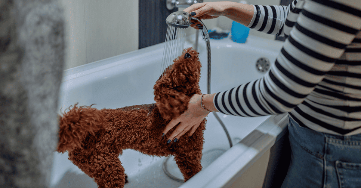 Keeping Poodles Cool In Hot Weather