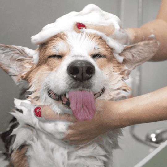 My Corgi Is So Itchy
