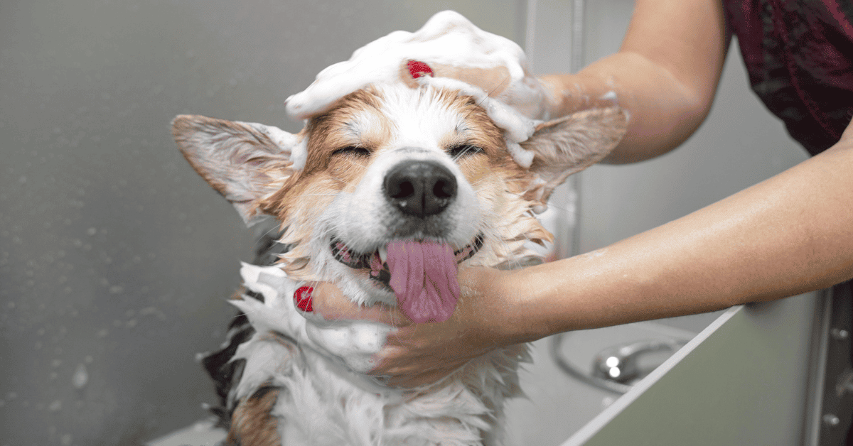 My Corgi Is So Itchy