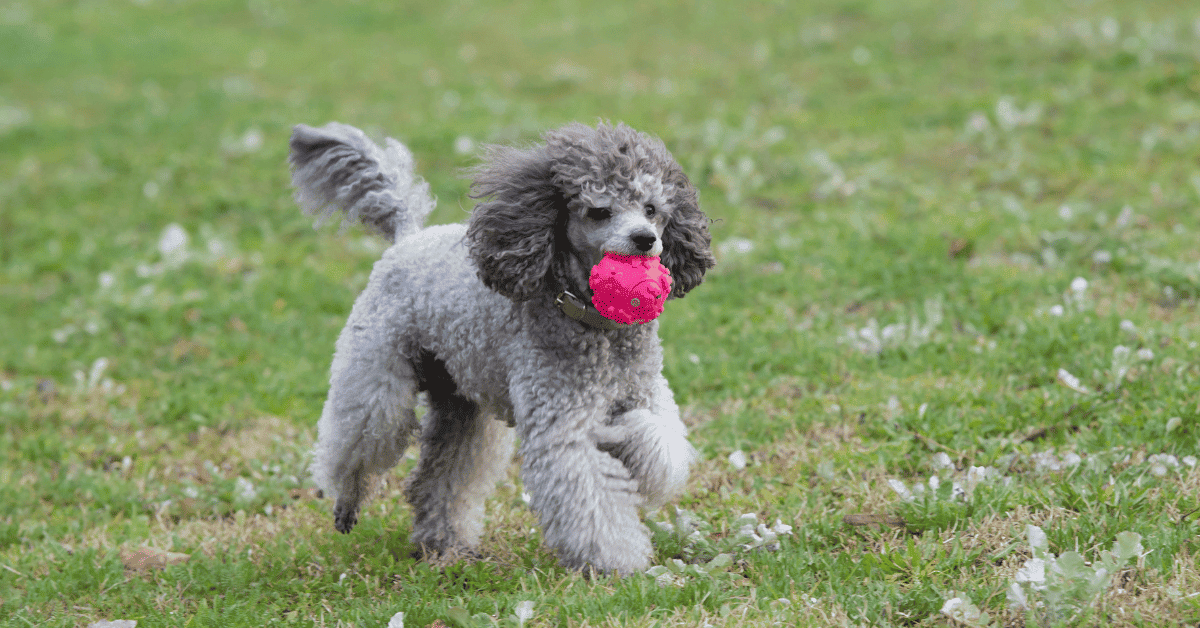 Poodle Exercise Needs Explained