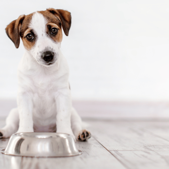 Puppy Food Refusal