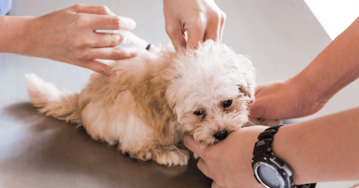Puppy Vaccines