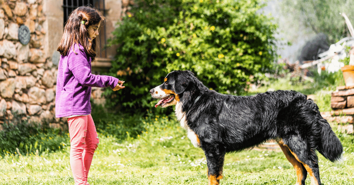 Reasons Why Bernese Mountain Dogs Are Ideal Family Dogs