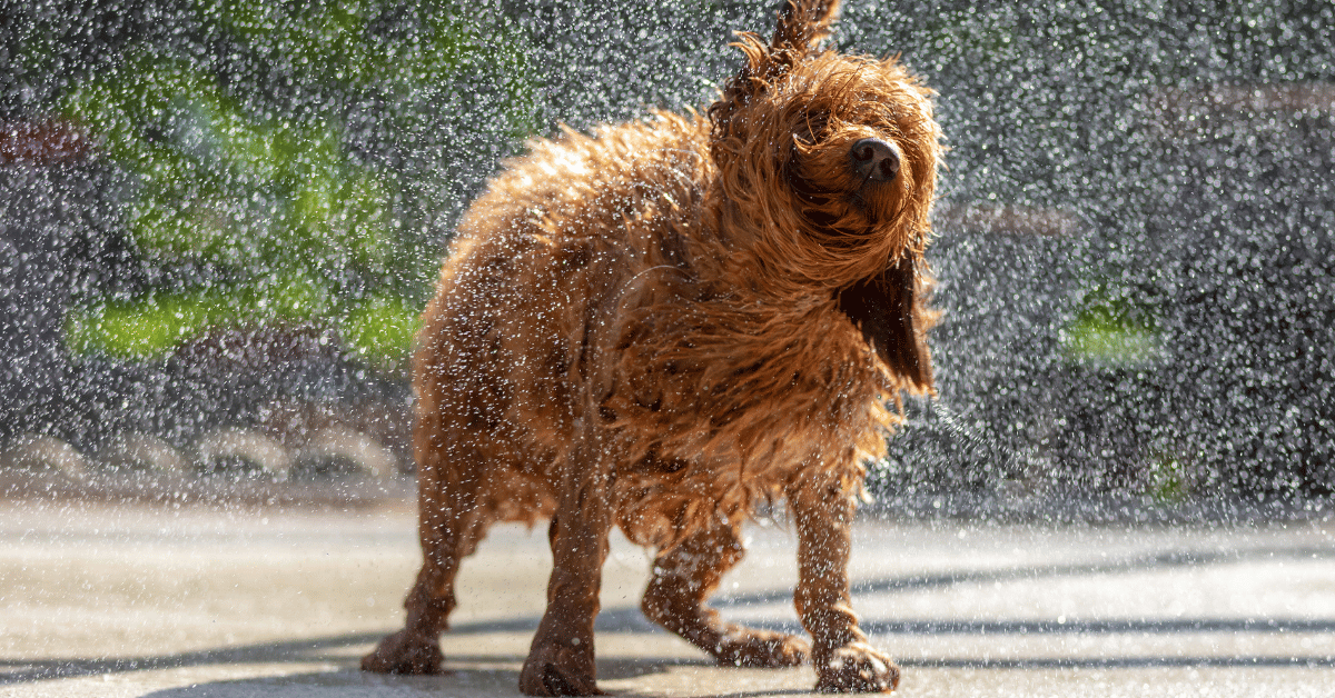 12 Reasons Why Puppies Shake So Much ( When to Worry)