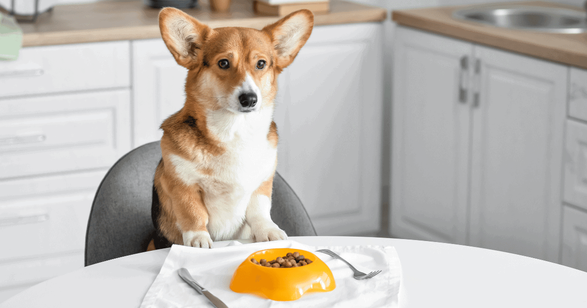 Reasons Why Your Corgi Isn’t Eating What To Do