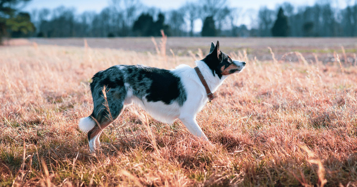 Skinny Border Collies