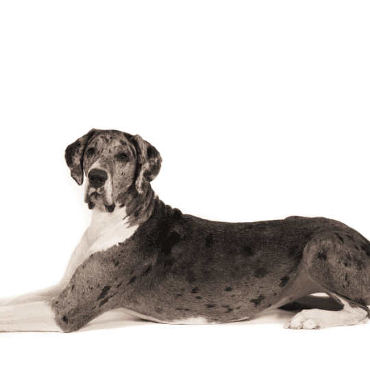 Skinny Great Dane