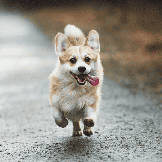 The PROS CONS Of Corgis