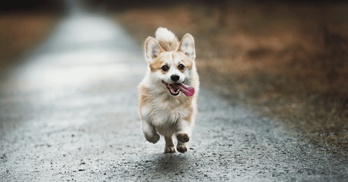 The PROS CONS Of Corgis