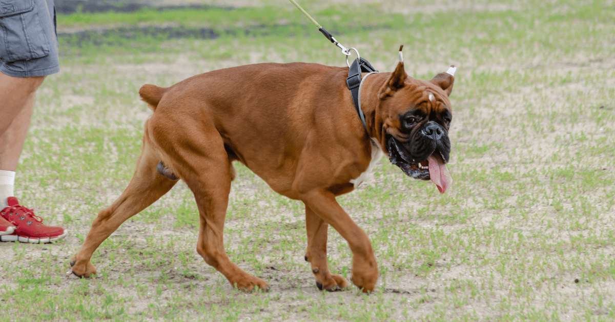 The TRUE Reason Boxers Have Their Tails Docked