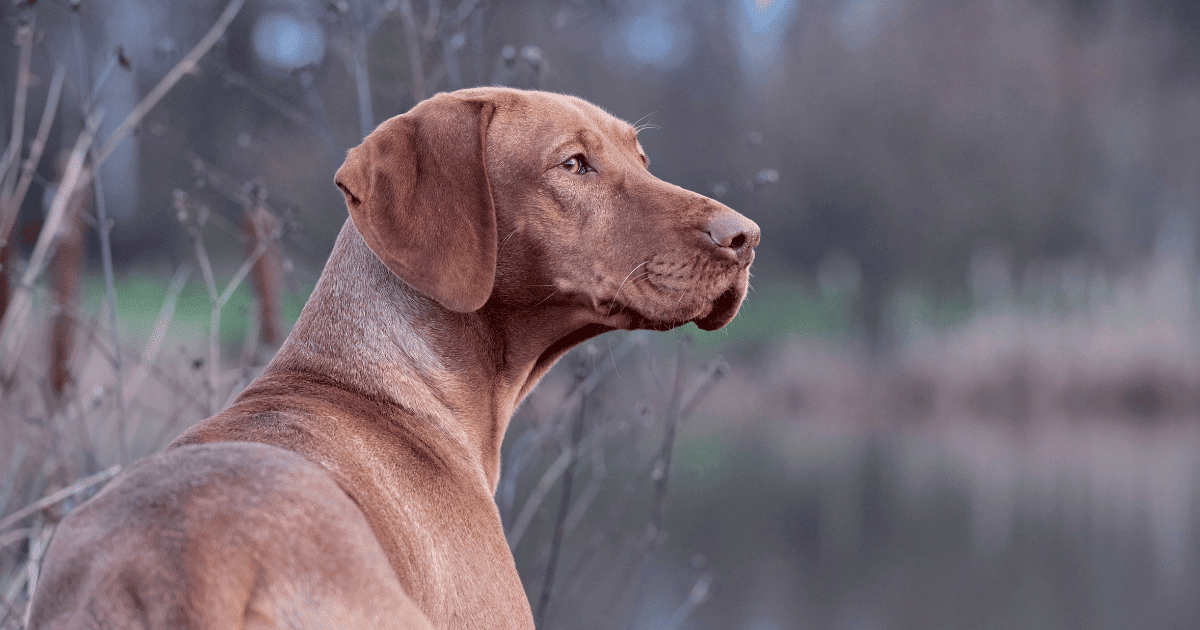 Vizsla Always Drooling