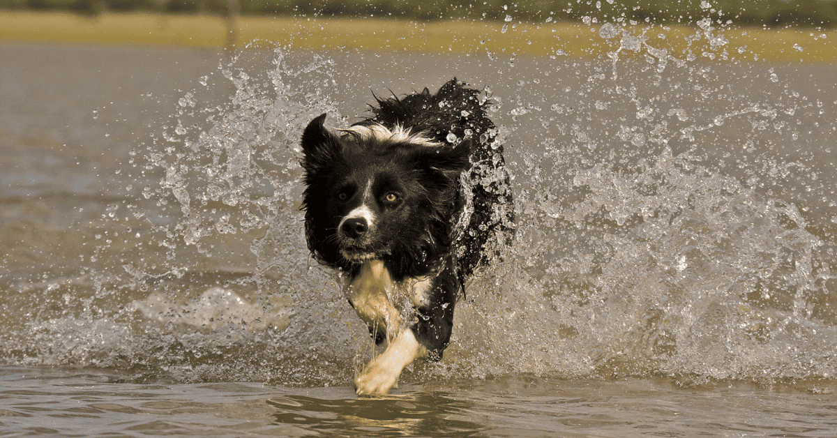 Ways To Keep Border Collies Cool