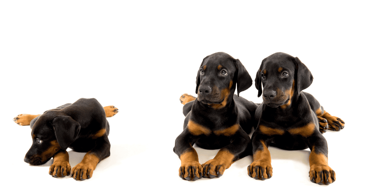When Can Dobermans Have Puppies