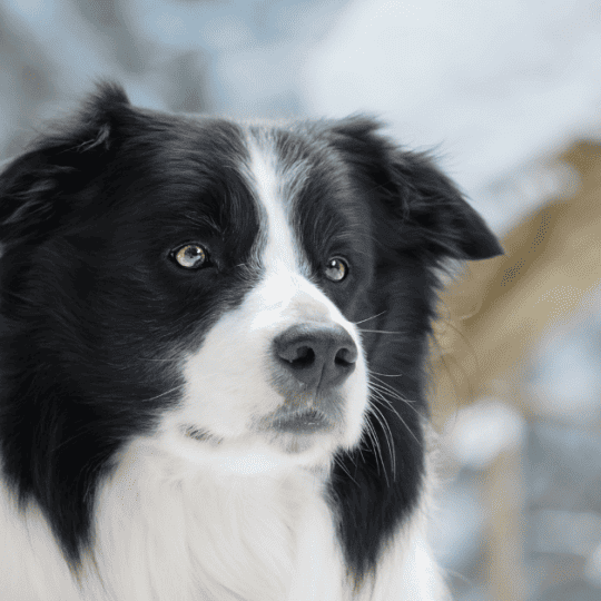 When Do Border Collies Stop Growing
