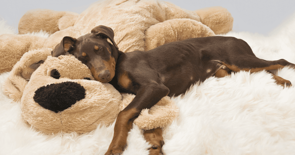 When Do Dobermans Calm Down