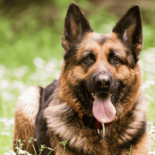 When Do German Shepherds Go Into Heat
