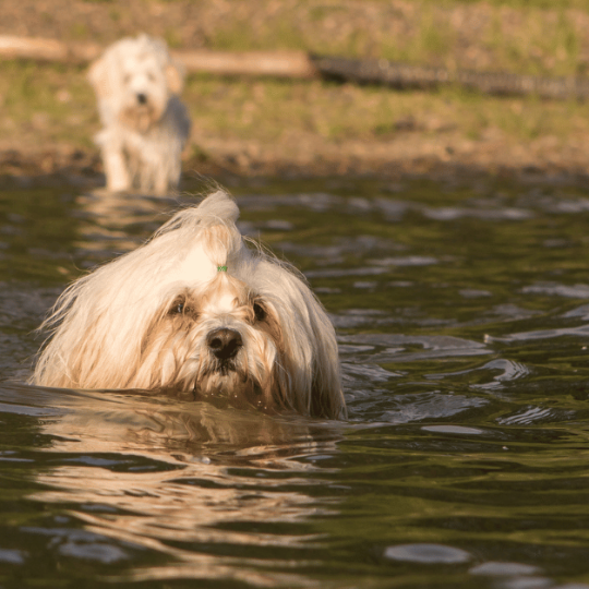 When Do Havanese Go Into Heat
