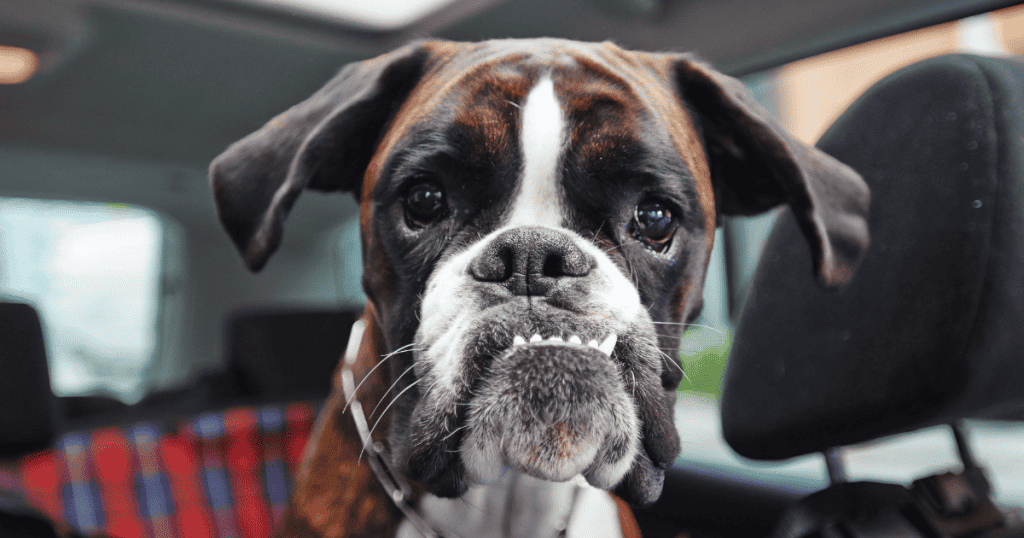 Why Are Boxer Dogs So Goofy, Weird, Dumb (Explained)