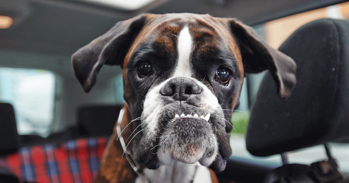 Why Are Boxer Dogs So Goofy