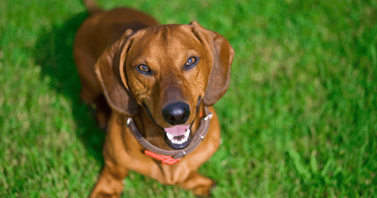Why Are Dachshunds So Stubborn