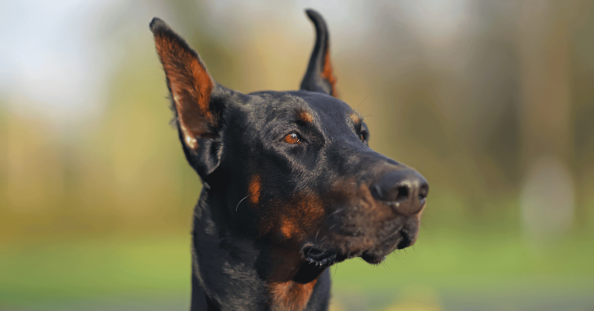 Why Are Dobermans Ears Cropped
