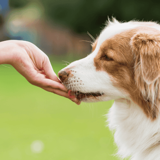 Why Australian Shepherds Lick So Much