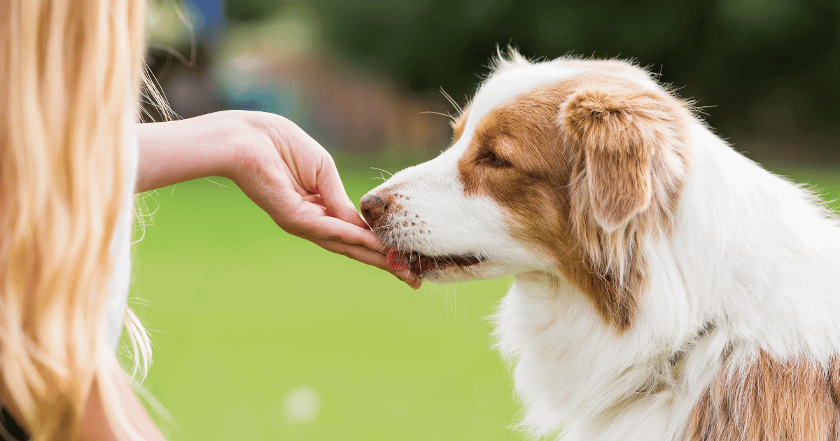 Why Australian Shepherds Lick So Much