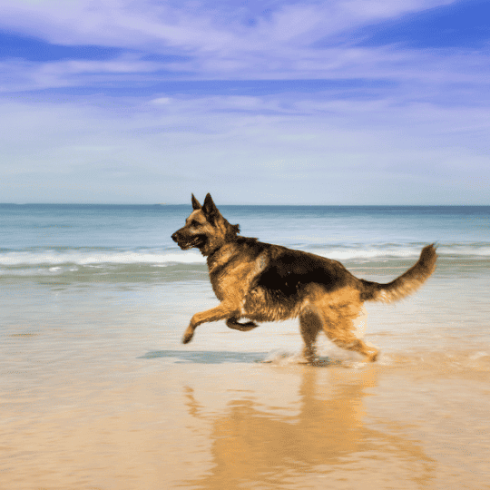 Why Do Australian Shepherds Have Docked Tails